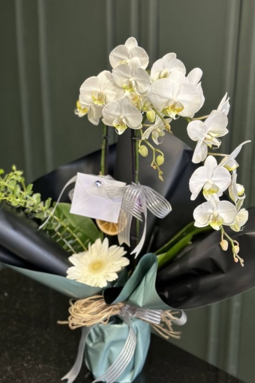 ÇİFT DAL BEYAZ ORKİDE