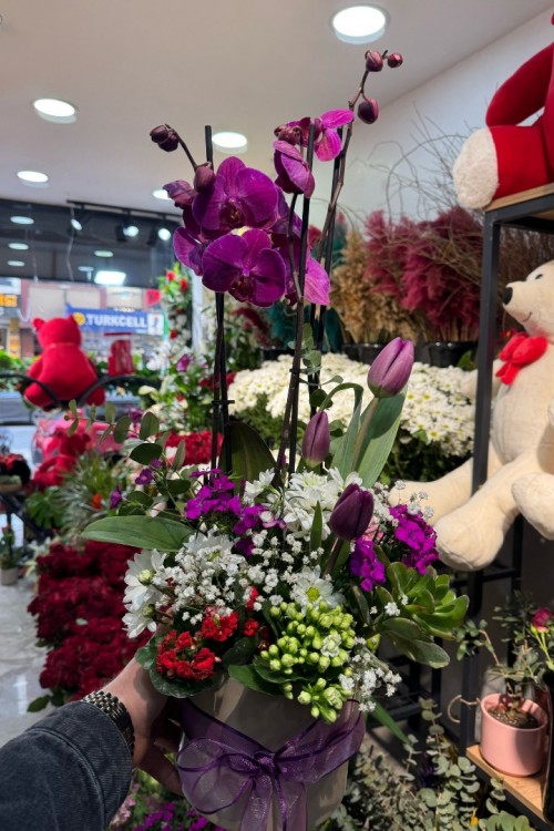 Tasarım Mor Çiftli Orkide